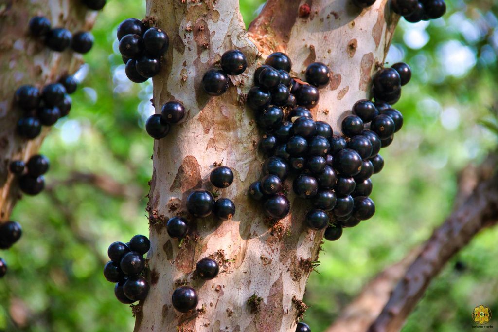 Casa Branca: Terra da Jabuticaba