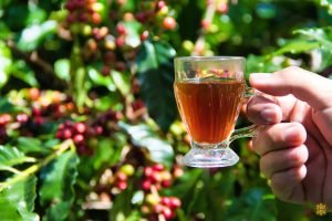 Espírito Santo do Pinhal e Andradas: Café e Vinho na Montanha